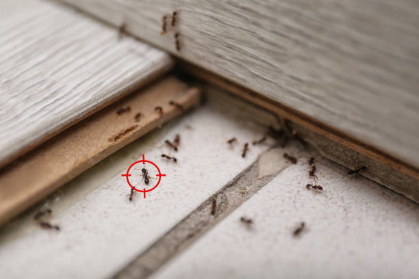 Best Residential Pest Control  in Springfield, MI