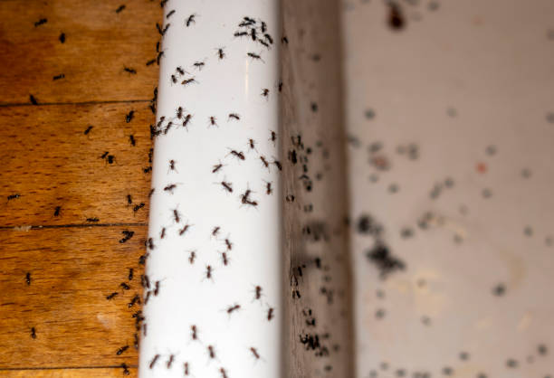 Best Residential Pest Control  in Springfield, MI