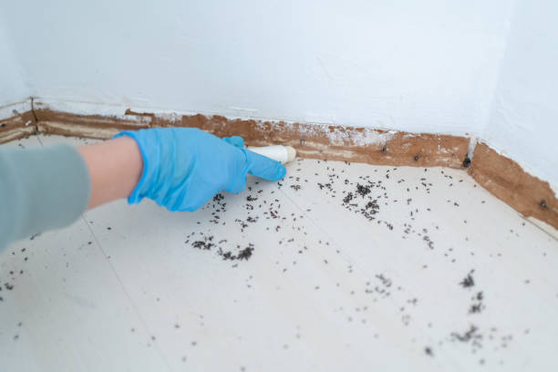 Best Affordable Pest Control Services  in Springfield, MI